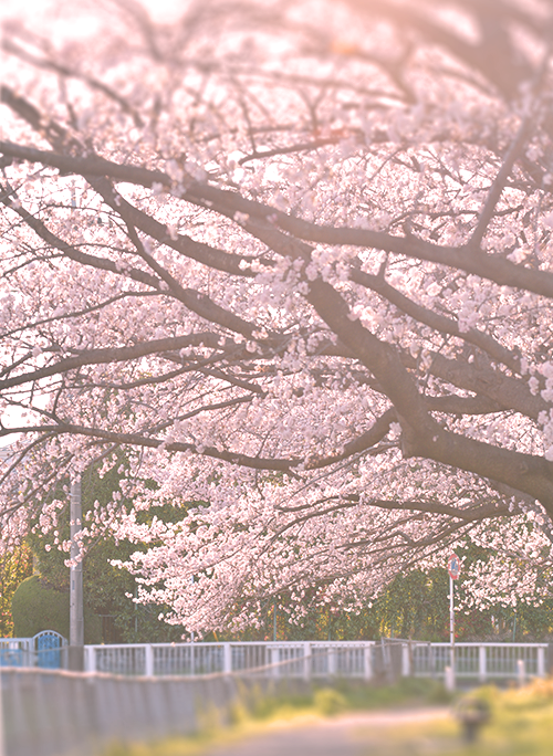 あの日、桜のキミに恋をした