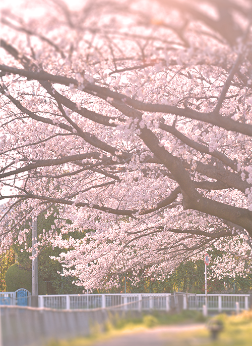 この想いを桜にのせて