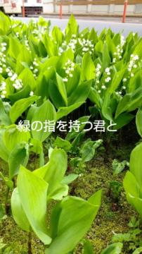 緑の指を持つ君と