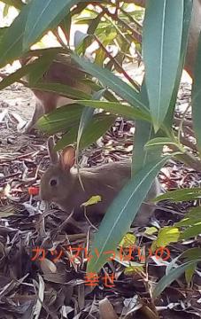 カップいっぱいの幸せ