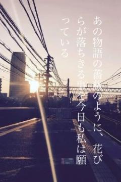 あの物語の薔薇のように、花びらが落ちきる事を今日も私は願っている