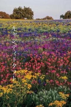 キャンディータフト