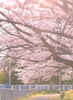 桜の花びらが散る頃に
