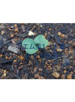 ポエム集1「木漏れ日の朝日」