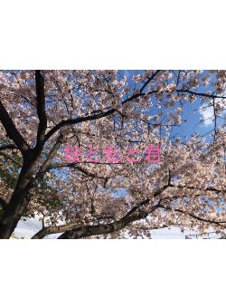 桜と私と君