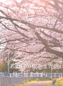 あの日の桜をまた見に行こうか。
