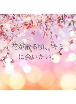 花が散る頃、キミに会いたい。