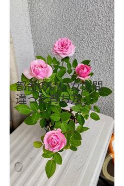 都合のいい女の間違った育ち方