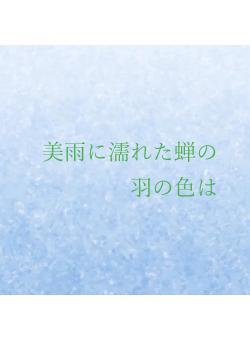 美雨に濡れた蝉の羽の色は