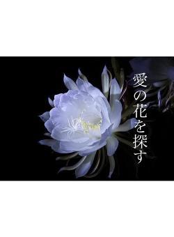 愛の花を探す