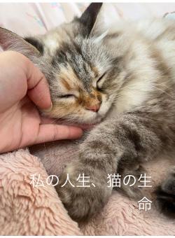私の人生、猫の生命