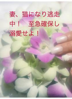 妻、猫になり逃走中！　至急確保し溺愛せよ！