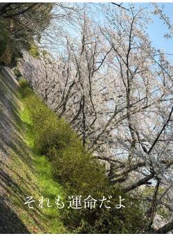 それも運命だよ