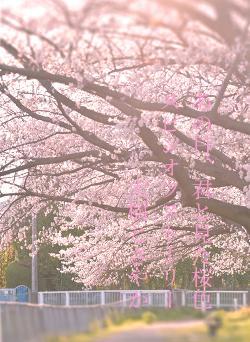 あの日、君と見た桜色　　スピンオフストーリー　　大樹とさやか