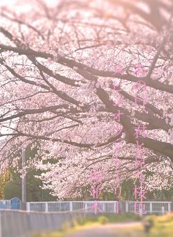 あの日、君と見た桜色 スピンオフストーリー 桜並木
