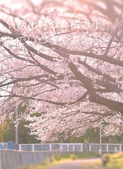 君を待つ。桜の下でいつまでも
