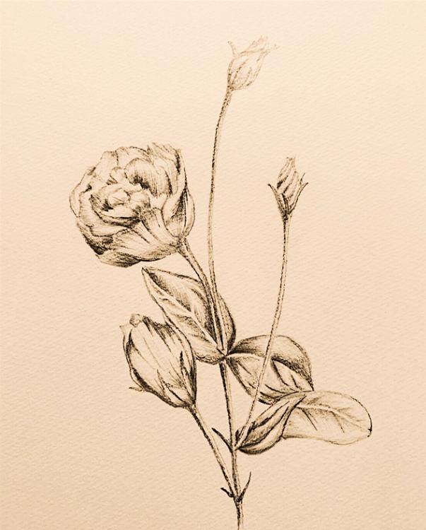 トルコキキョウ           〜奈月と流奈を繋ぐ花〜