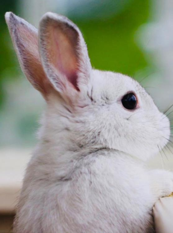 うさぎを見つけた日