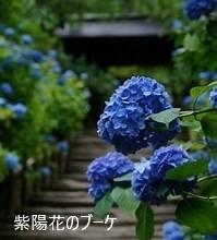 紫陽花のブーケ
