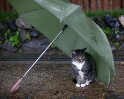 傘と猫