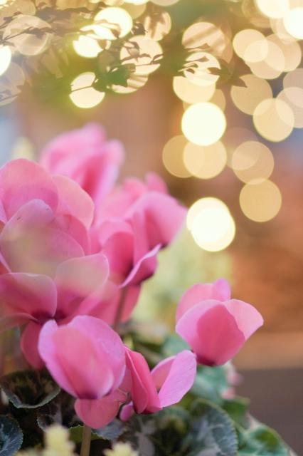 甘すぎるキミと秘密のカンケイ!?