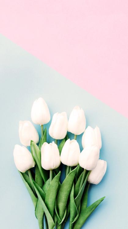 私たちの春は白