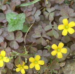 もうひとつのILoveYou