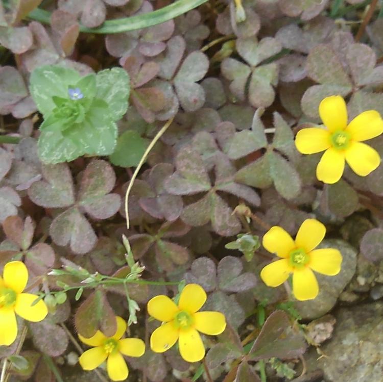 もうひとつのILoveYou