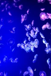 【BL】綺麗な君。