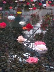 はつ恋の君をさがしてる