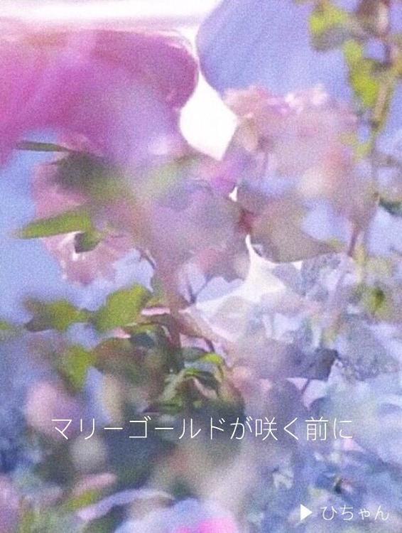 マリーゴールドが咲く前に