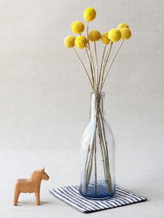 クラスペディアの涼風