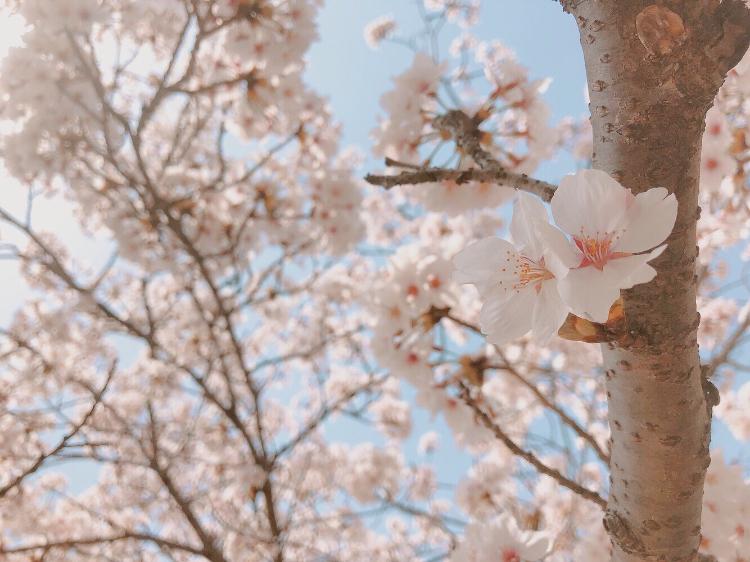 儚 く 美 し い 貴 方 は  先 生  ❀ ٭ *