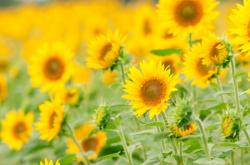 Flower〜ひまわりの恋