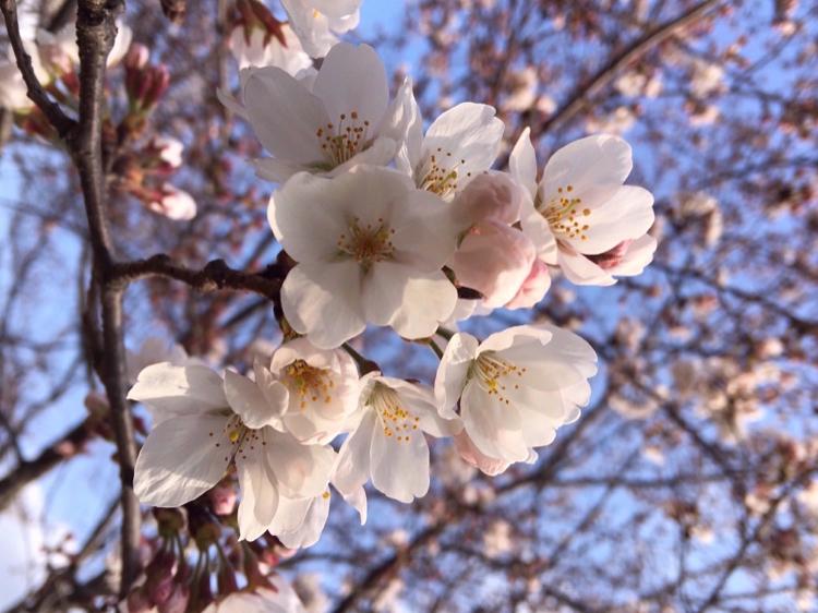 君が笑ってくれるなら、それでいい。〜君のいない世界〜