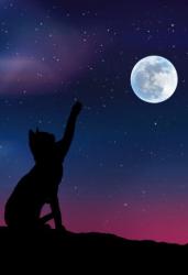 星と月のセレナーデ