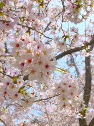 桜と一緒に散った君