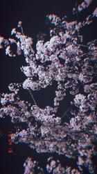 Fall  in  Love.  ～一途な騎士団エリートによる鈍感公爵令嬢の溺愛～