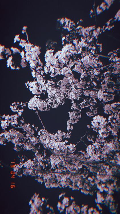 Fall  in  Love.  ～一途な騎士団エリートによる鈍感公爵令嬢の溺愛～