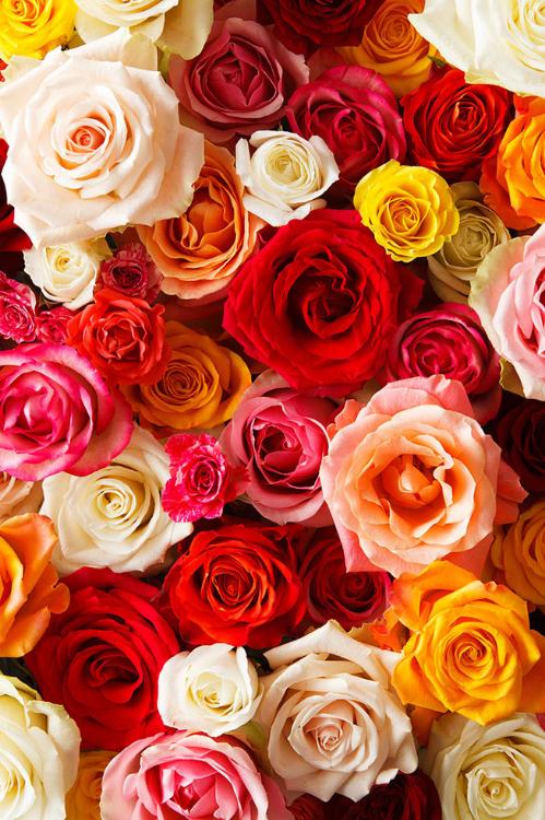 オトナの事情。