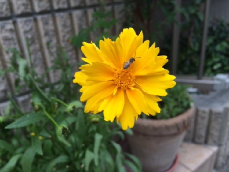 いちご畑の豆だぬき