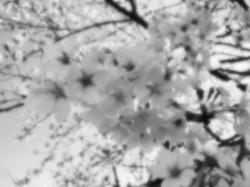 年下彼の攻略法