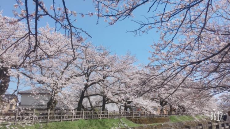 桜色に染まる恋