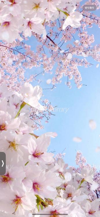 青い空の下、大好きな君の優しい笑顔が見たいから