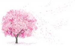 枯れた涙、満開の笑顔。