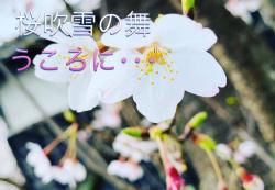 桜吹雪の舞う頃に･･･
