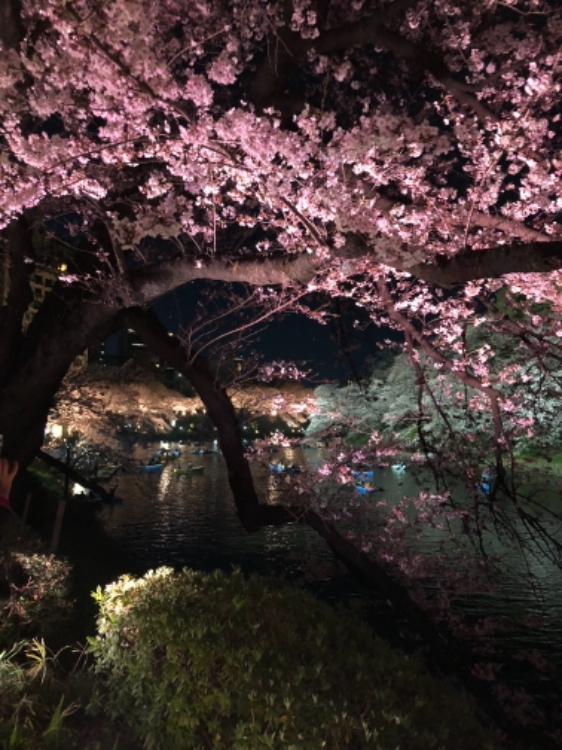 ドラゴン・ノスタルジア