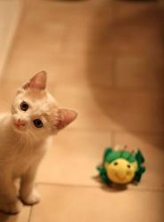 俺様社長は、動物愛好家!?（新しく修正終了）