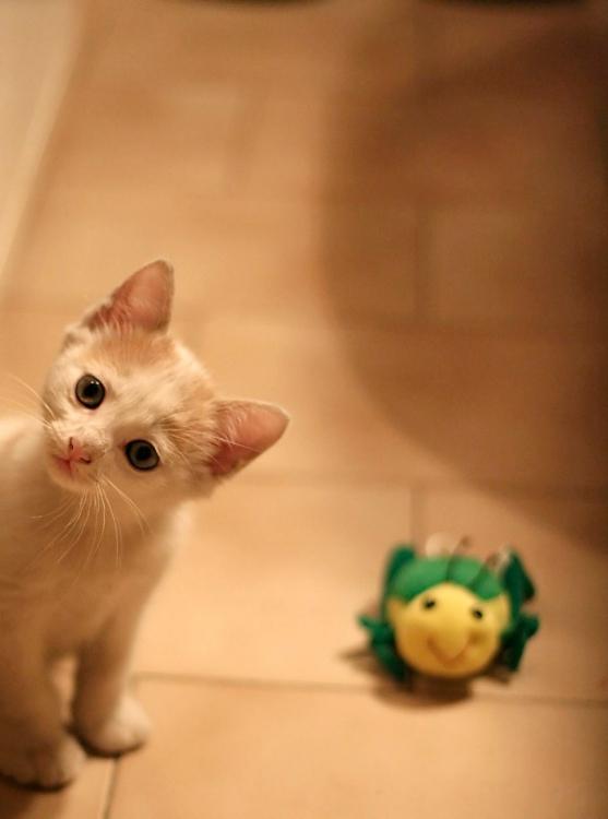 俺様社長は、動物愛好家!?(新しく修正終了)