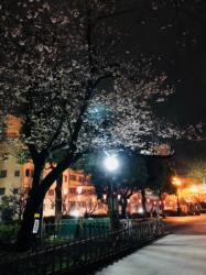 魔法学校の編入生